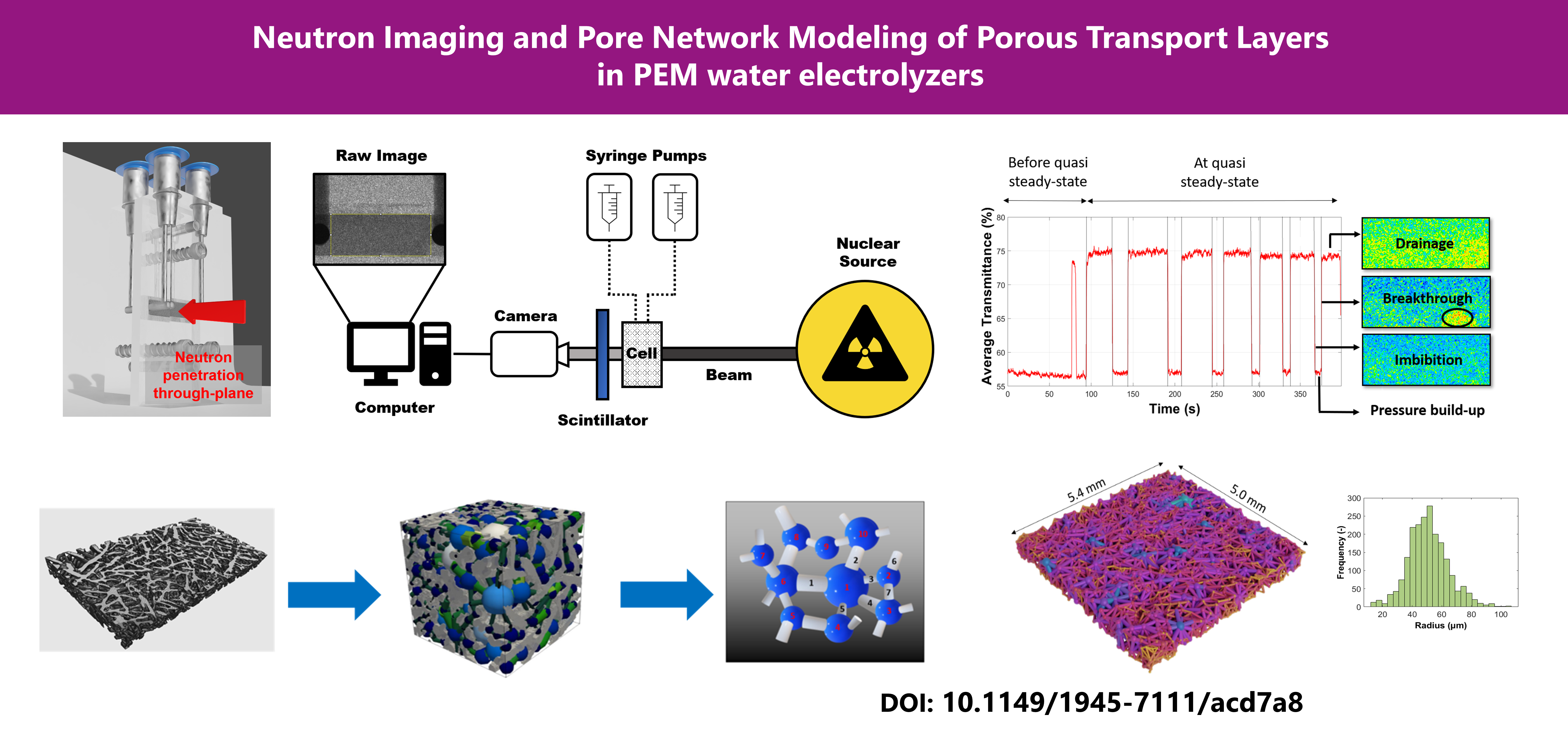 Modeling of Porous Transport Layers  in PEM water electrolyzers