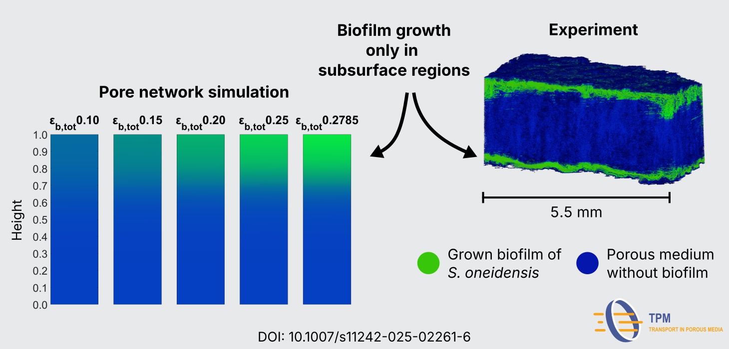 Model-based study of the regulation of biofilm growth by design of the porous substratum