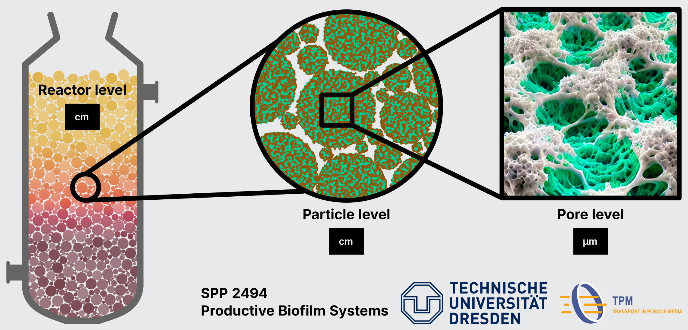 Project: SPP Productive Biofilm Systems